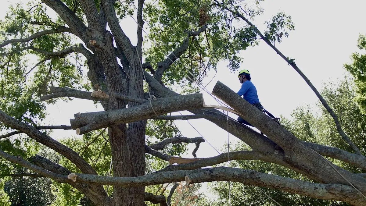 Professional Crown Thinning performed by certified arborists in Barnegat
